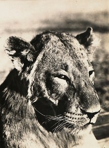 „Ein Imperium aufbauen“ im faschistischen Zeitalter: Kopf eines Löwen, 09.05.1936 von Modestino Baldinetti