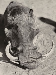 „Ein Imperium aufbauen“ im faschistischen Zeitalter: Kopf eines Wildschweins, 09.05.1936 von Modestino Baldinetti