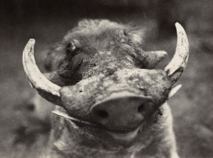 Kopf eines Wildschweins, 09/05/1936 von Modestino Baldinetti