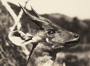 „Ein Imperium aufbauen“ im faschistischen Zeitalter: Kopf einer Antilope, 09/05/1936 von Modestino Baldinetti