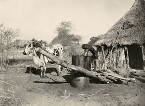Einheimischer Ölhersteller, 09/05/1936 von Modestino Baldinetti