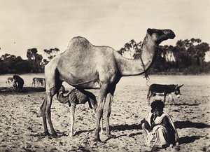 Nomaden, 09/05/1936