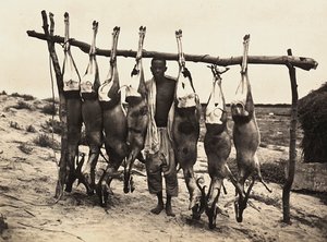 Einige gefangene Hirsche, 09/05/1936 von Modestino Baldinetti