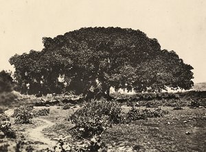 „Ein Imperium aufbauen“ im faschistischen Zeitalter: der „Sicomoro“, Gerichtshof italienischer Gefangener 1896 in Adua, 09/05/1936 von Modestino Baldinetti