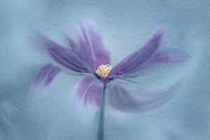 Ätherische violette Blüte von Molly Fu APA