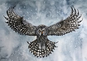 Flug der großen Graueule von Monica Lindblom