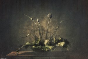 Dunkles botanisches Stillleben