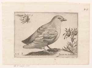 Vogel
