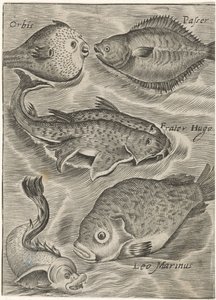 Studienblatt mit verschiedenen Fischen von Monogrammist P+P