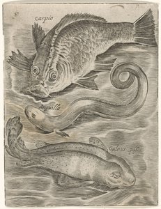 Studienblatt mit drei Fischen (Piscium vivae icones) von Monogrammist P+P