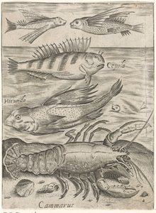Studienblatt mit vier Fischen und einem Krebs von Monogrammist P+P