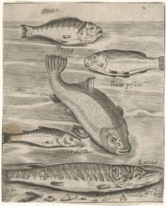 Studienblatt mit fünf Fischen (Piscium vivae icones) von Monogrammist P+P