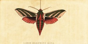 Elefanten-Rüssler, Deilephila elpenor (Gravur)