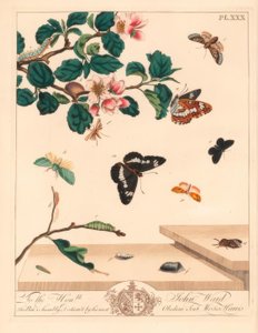 Achtfleckmotte, Diloba caeruleocephala, Weißer Admiral, Limenitis arthemis, Schornsteinfeger, Odezia atrata, Rote Bögenmotte, Callimorpha miniata, Braune Federflügelmotte, Pterophorus pterodactylus, Seltene Silberlinien, Bena bicolorana, und Schnauzenmotte von Moses Harris