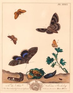 Kleiner Perlmutterfalter und Blaue Eule