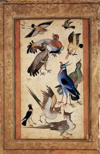 Zehn Vögel von Mughal School