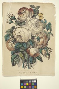 Rosen des Mai