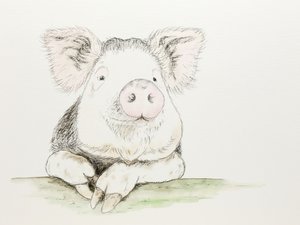 Niedliches Aquarellschwein