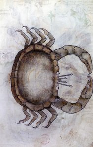 Sloane 3983 f.14v, Ein Krebs, Sternzeichen Krebs von Netherlandish School
