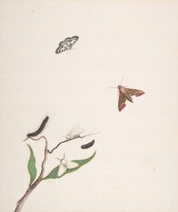 Eine Raupe und zwei Motten auf einem Ast und zwei Schmetterlinge von Nicolaas Struyk