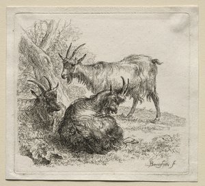 Animalia: Drei Ziegen von Nicolaes Berchem