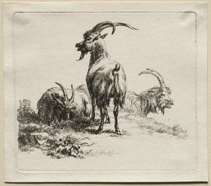 Animalia: Drei Ziegen von Nicolaes Berchem