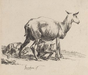 Mutterschaf säugt ihr Lamm
