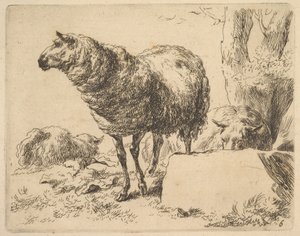 aus dem Set von Schafen von Nicolaes Berchem