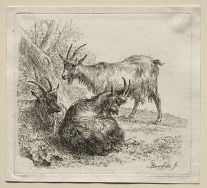 Drei Ziegen von Nicolaes Pietersz. Berchem