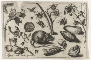 Blumen, eine Maus, Insekten und eine Muschel
