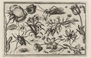 Blumen und Insekten