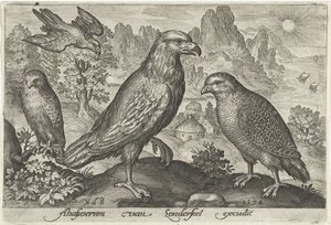 Adler und andere Raubvögel von Nicolaes de Bruyn