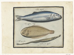 Hering, Seezunge und Seenadel von Nicolaes de Bruyn