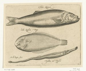 Hering, Zunge und Seenadel von Nicolaes de Bruyn