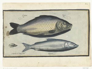 Karpfen und Houting von Nicolaes de Bruyn