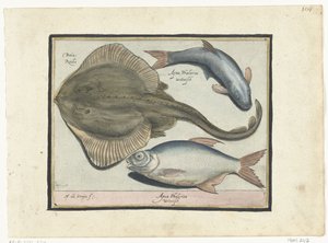 Rochen, Brasse und Weißfisch von Nicolaes de Bruyn
