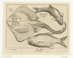Rochen, Brassen und Weißfisch von Nicolaes de Bruyn