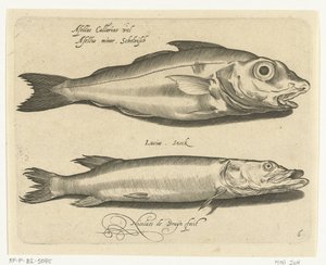 Schellfisch und Hecht von Nicolaes de Bruyn
