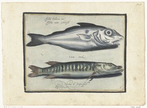Schellfisch und Hecht von Nicolaes de Bruyn
