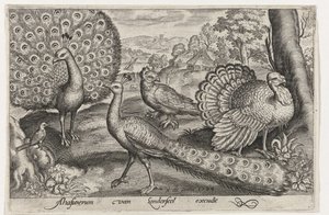 Zwei Pfauen und ein Truthahn von Nicolaes de Bruyn