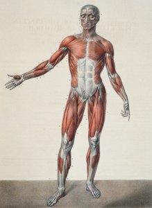 Anatomie des menschlichen Körpers, aus 