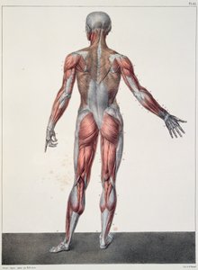 Anatomie des menschlichen Körpers, aus 