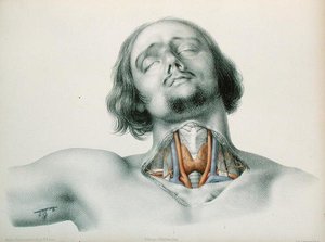 Querschnitt des Halses, aus 