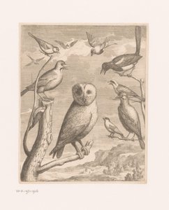 Eule und andere Vögel