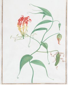 Gloriosa Superba Kletterlilie, ca. 1660