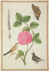 Centifolia-Rose, Lavendel, Schildpatt-Schmetterling, Stieglitz und Hauben-Taube von Nicolas Robert