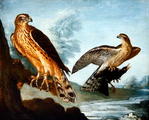 Zwei Habichte, einer hält eine Amsel von Nicolas Spheyman
