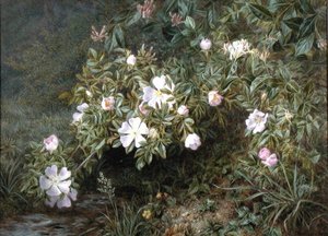 Studie von Hundsrosen, um 1900