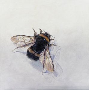 Bombus terrestris 11 von Odile Kidd
