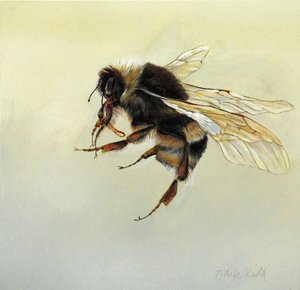 Bombus terrestris 4, 2011 von Odile Kidd
